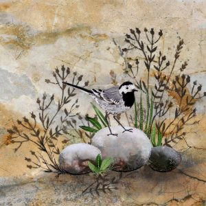 Pied Wagtail
