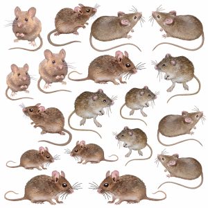 Mice fabric panel